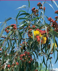 RedCapGum