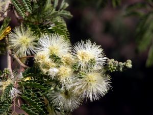 tenaza-sierra-sparkler-flowers-low-water-plant