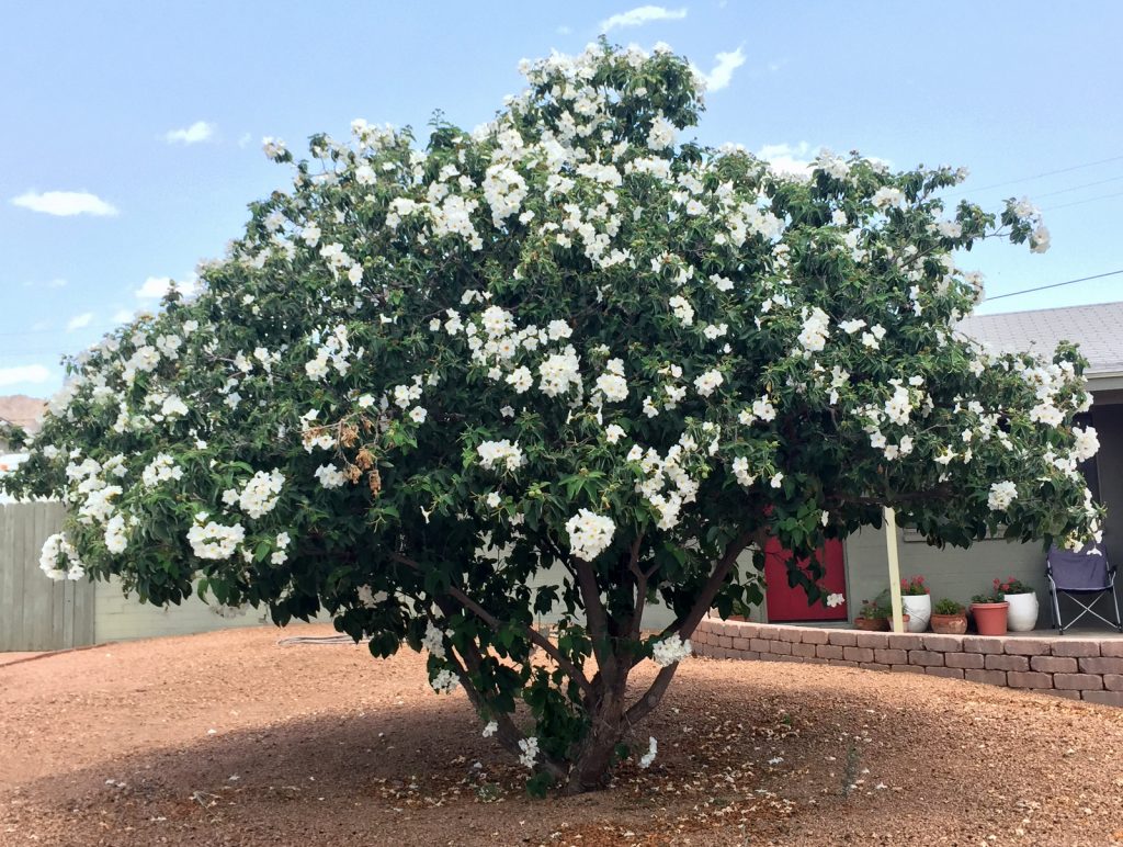 cordia