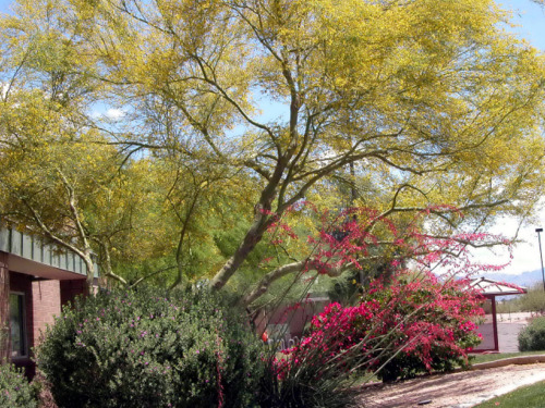 Flowering Palo Verde tree.