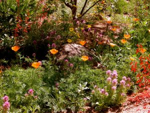 Wildflowers provide colorful spring bloom like these purple owl's clover, orange poppies and red penstemon