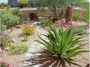 Chandler Xeriscape Demonstration Garden