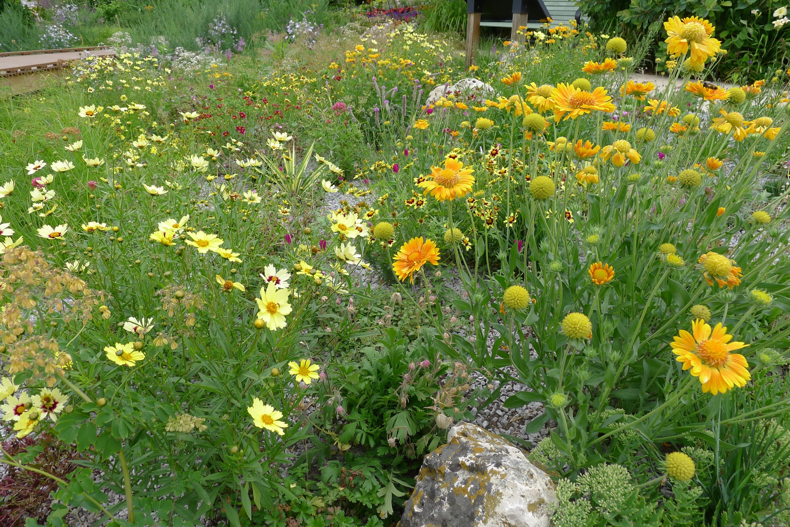 Xeriscape landscape with yellow daisies