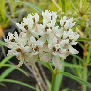 Arizona Milkweed Flower