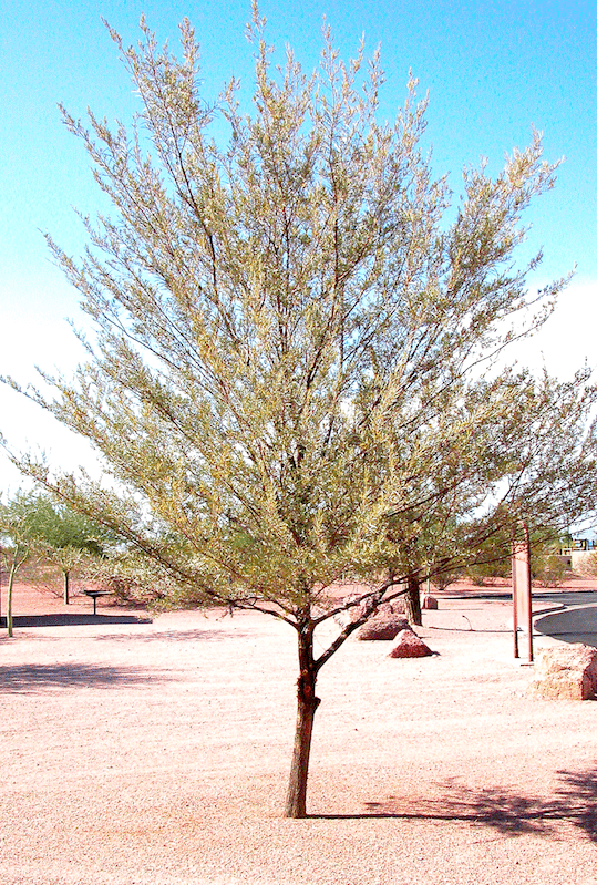 Acacias: pl_acacia_aneura_Mulga2